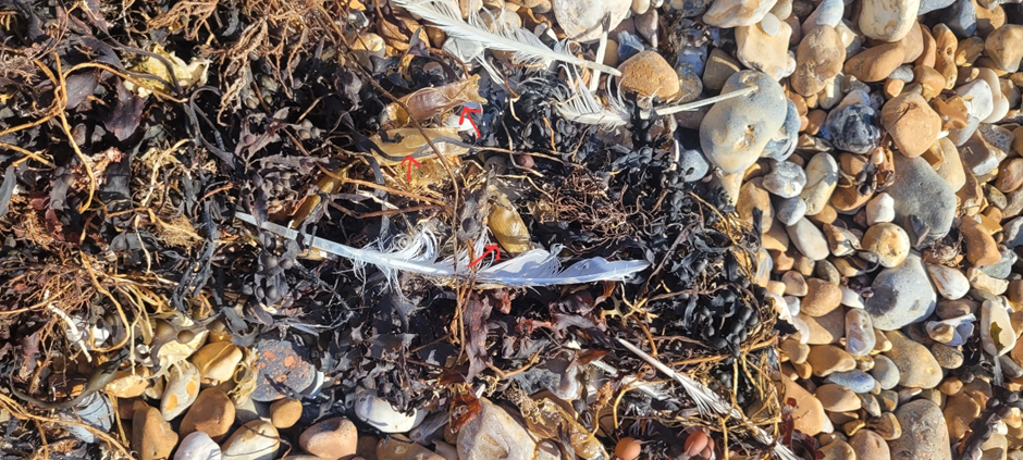 A tangle of seaweed and mermaids purses, Eggcases from the Small-spotted Catshark entangled in seaweed are indicated by red arrows