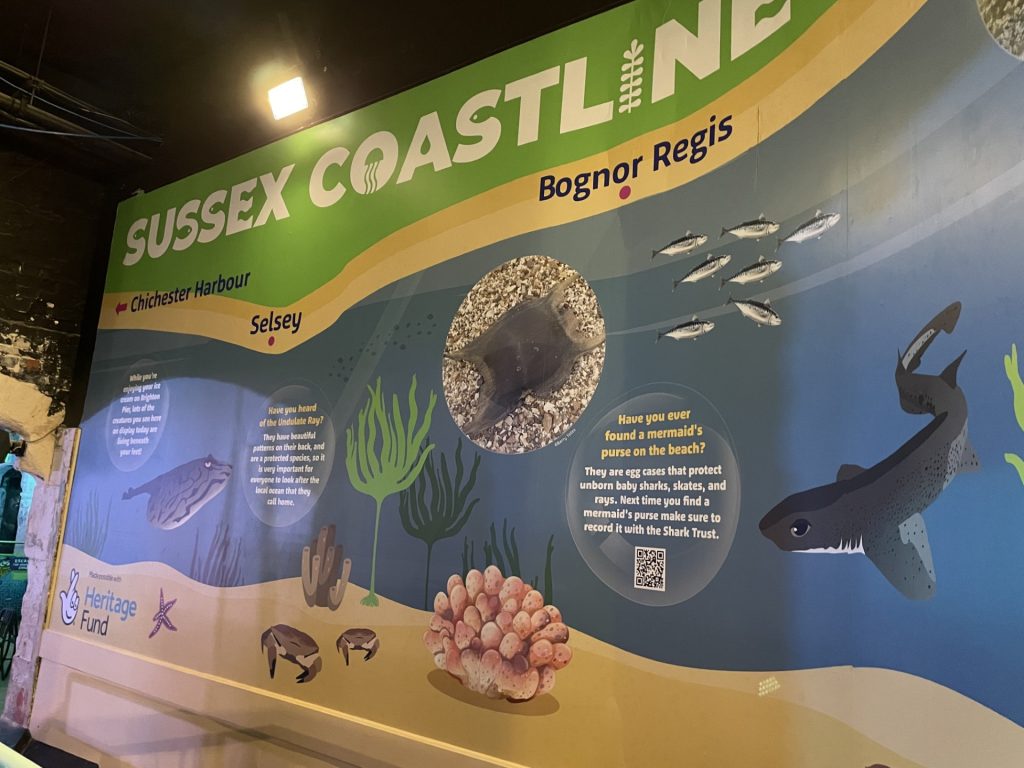 The new Sussex coastline display at the sealife centre showing pictures and information about rays, skates, crabs, seahorses