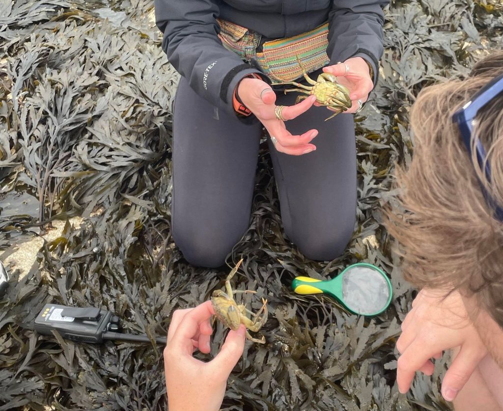 Two people are kneeling on seaweed, holding green shore crabs