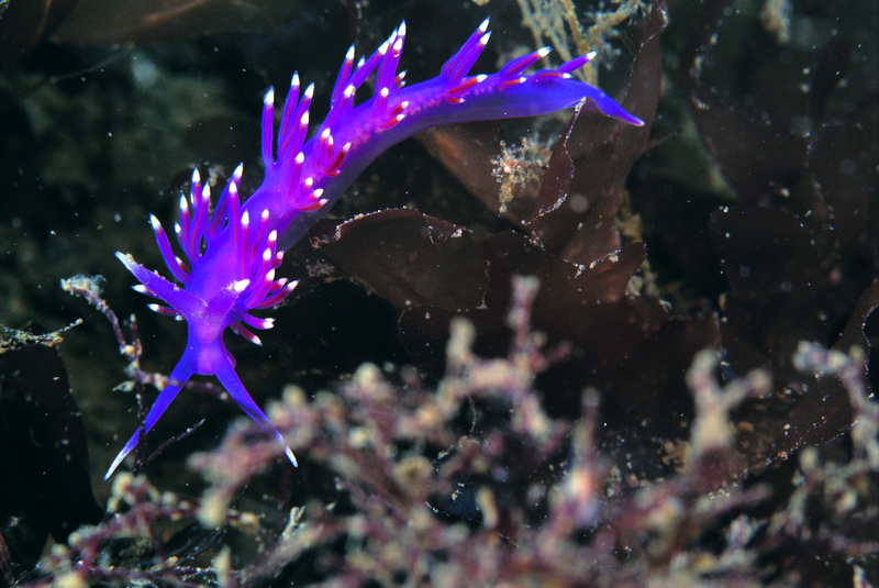 bright purple seaslug with spine like protrusions crawls across some coral